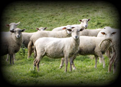 sheep