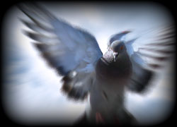 dove