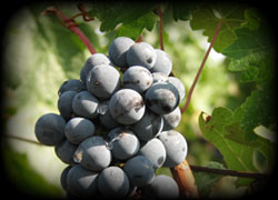 the vine